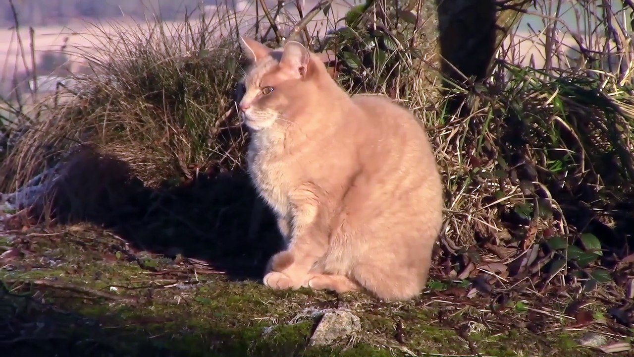 Carney Heritage Productions