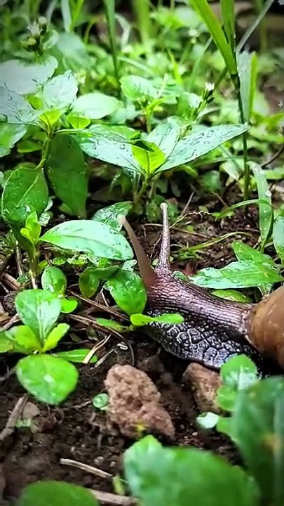 BEKICOT MENCARI TEMPAT SEMBUNYI