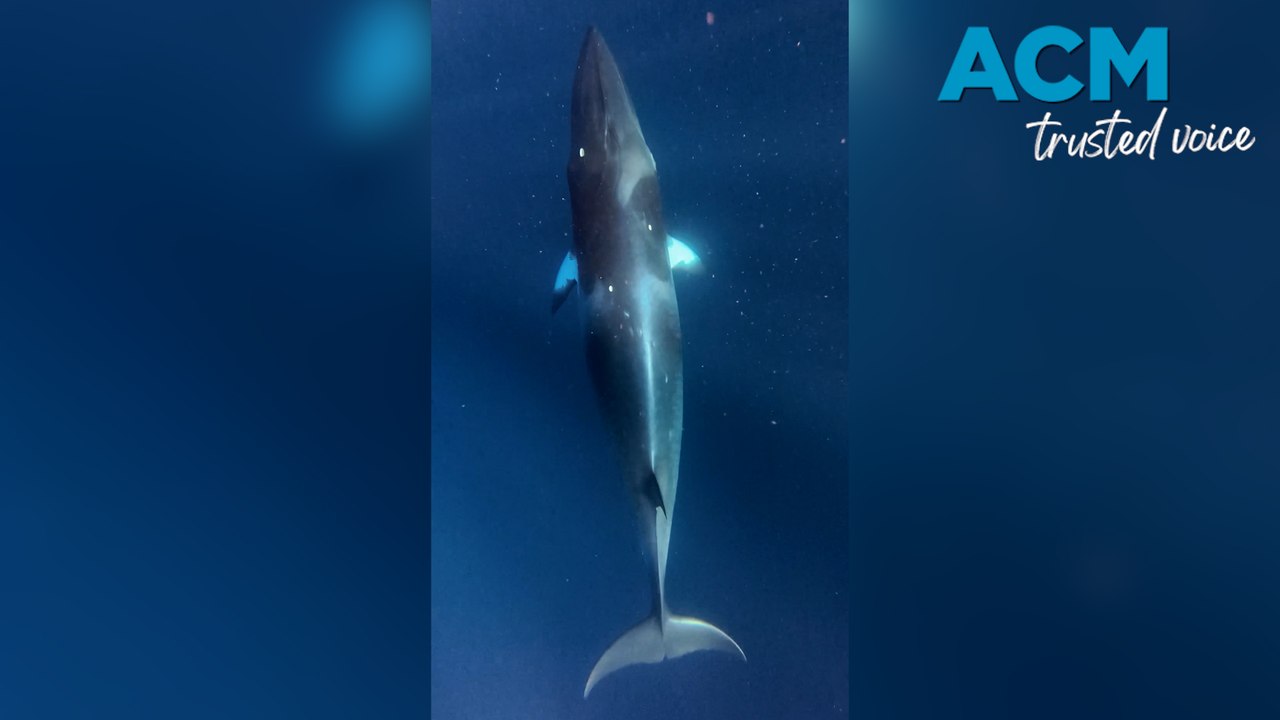 Minke whales recorded making ‘lightsabre sounds’