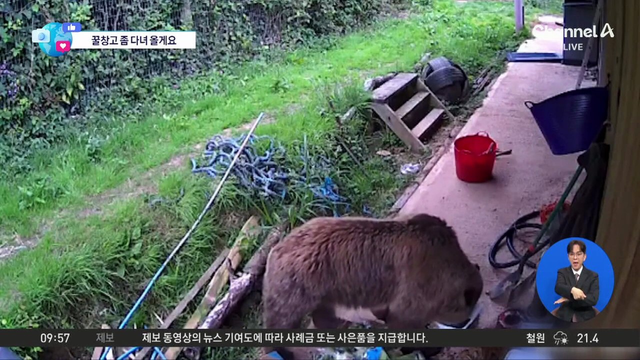 [앉아서 세계 속으로]동물원 탈출한 불곰 두 마리, ‘꿀 창고’ 털고 귀가