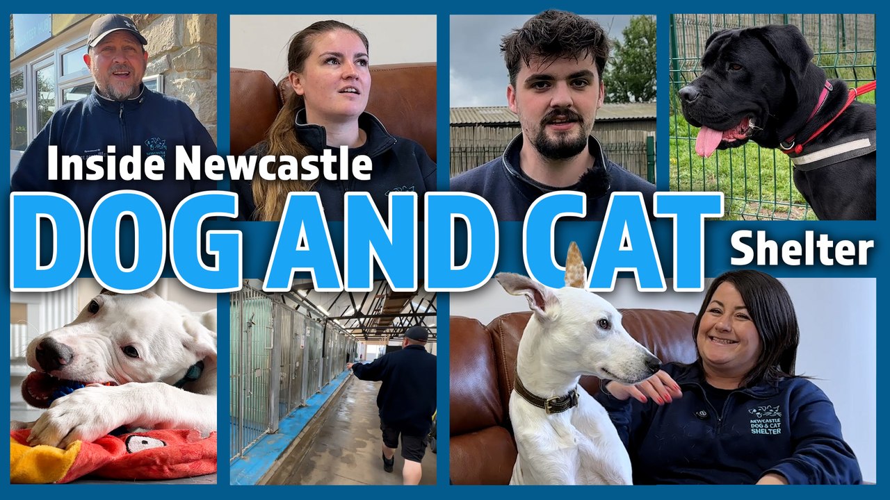 Inside Newcastle Dog & Cat Shelter on Shots!TV