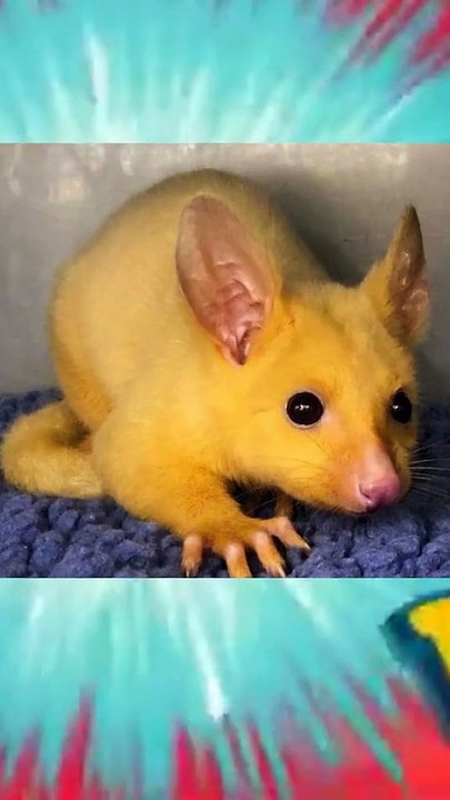 ¿PIKACHU EN LA VIDA REAL?