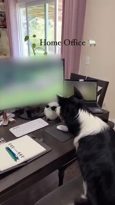 Dog Watches Video on Computer