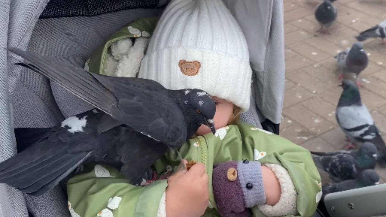 Baby girl has a delightful time watching pigeons up close during a stroller ride