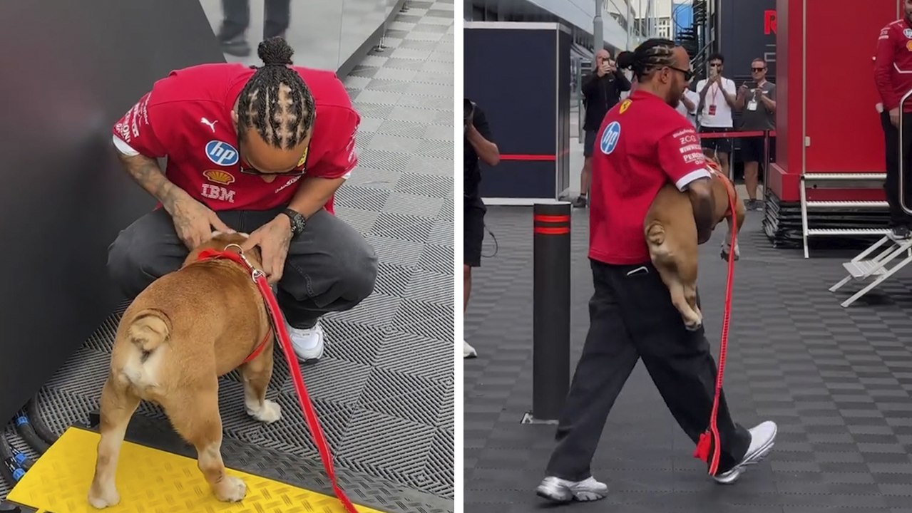 Lewis Hamilton presume a su perro durante el GP de Gran Bretaña