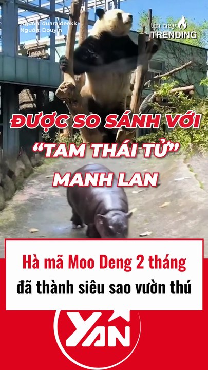 Hà mã Moo Deng 2 tháng tuổi đã trở thành siêu sao vườn thú