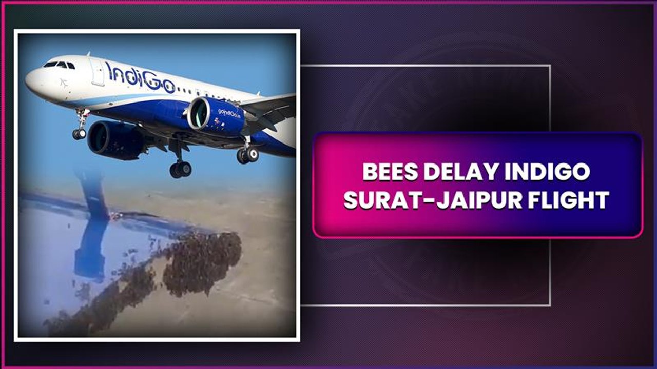 Bee Swarm Delays IndiGo Surat-Jaipur Flight By An Hour, Video Shows Bees Settled Near Luggage Door