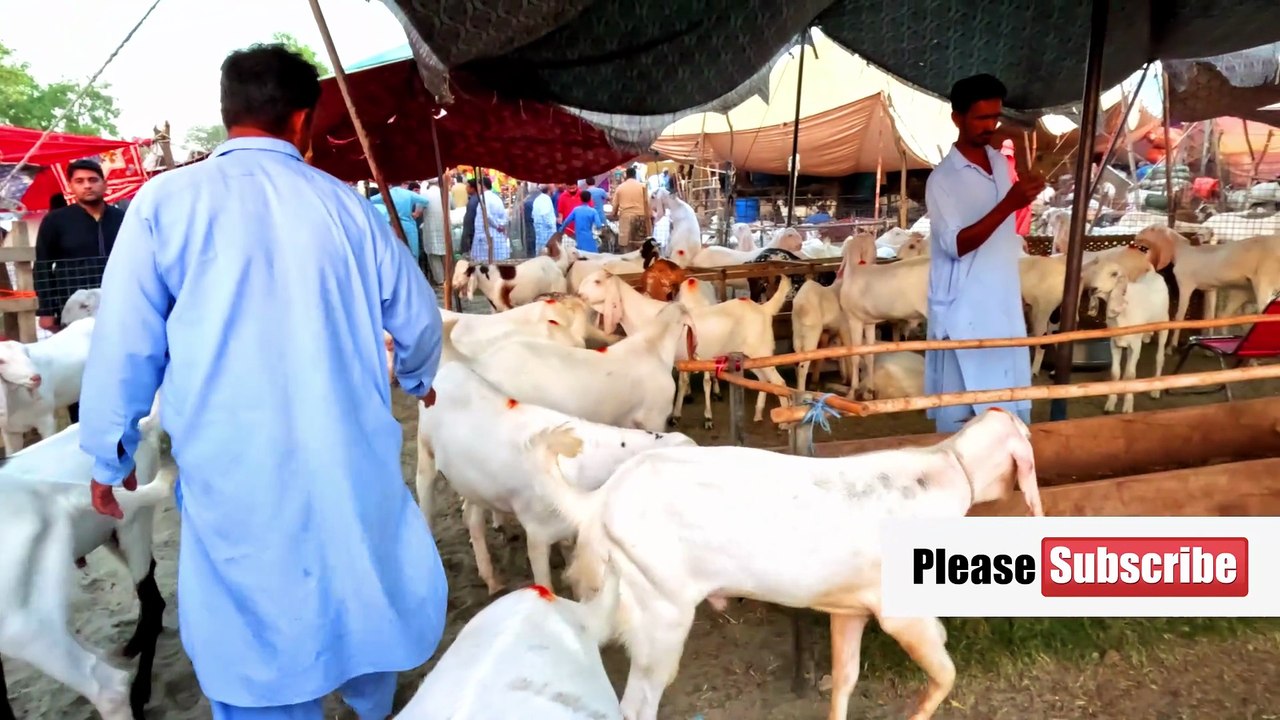 Bakra Mandi Farm Animals