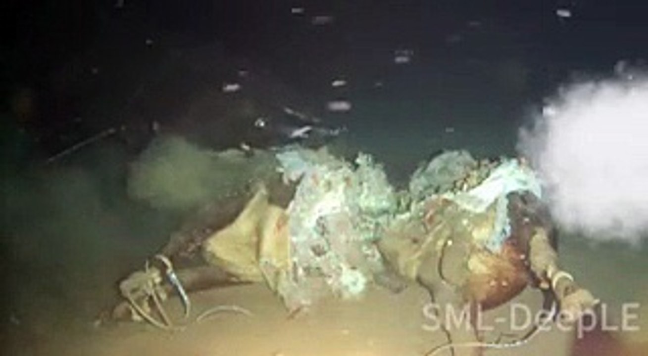 Watch Pacific Sleeper Sharks Chow Down on a Cow Carcass in the South China Sea for Science