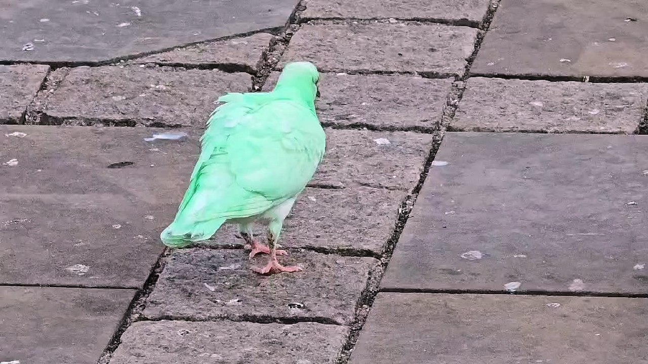 Green pigeon attracts tourists after TikTok video goes viral