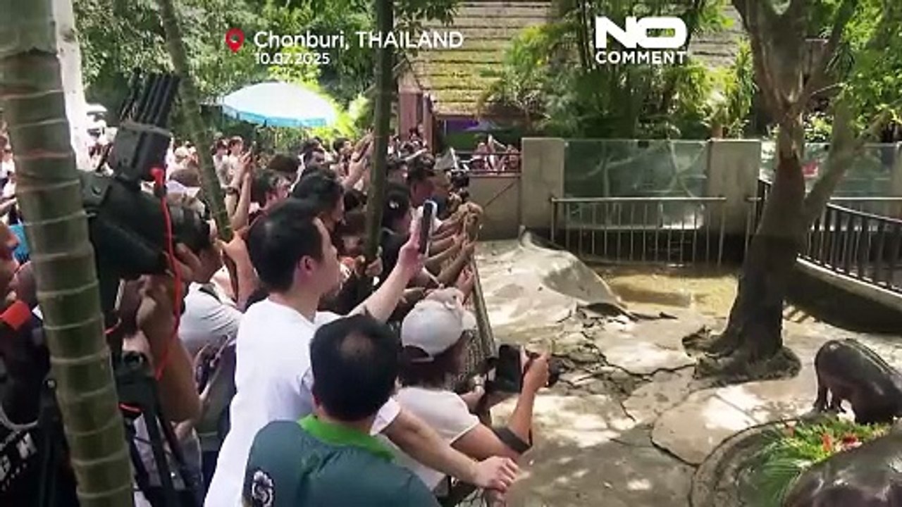 Tailândia: hipopótamo bebé Moo Deng celebra primeiro aniversário