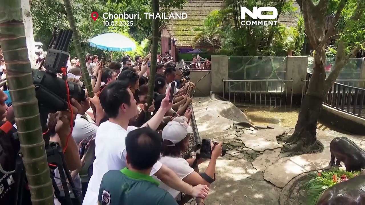 NO COMMENT: La hipopótamo Moo Deng, estrella tailandesa, celebra su primer cumpleaños