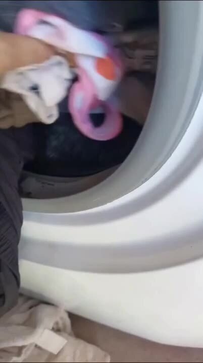 Dog Finds Cozy Spot Inside Loaded Washing Machine for a Nap