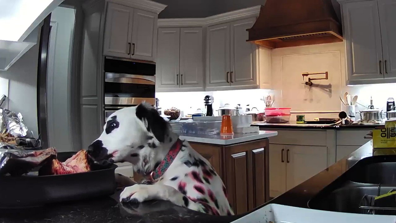 Funny Videos Caught In 4k