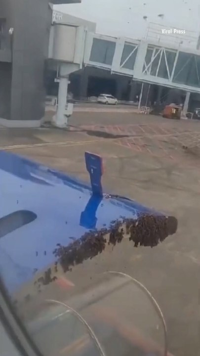 Swarm of Thousands of Bees Manages to Delay Flight For Nearly an Hour