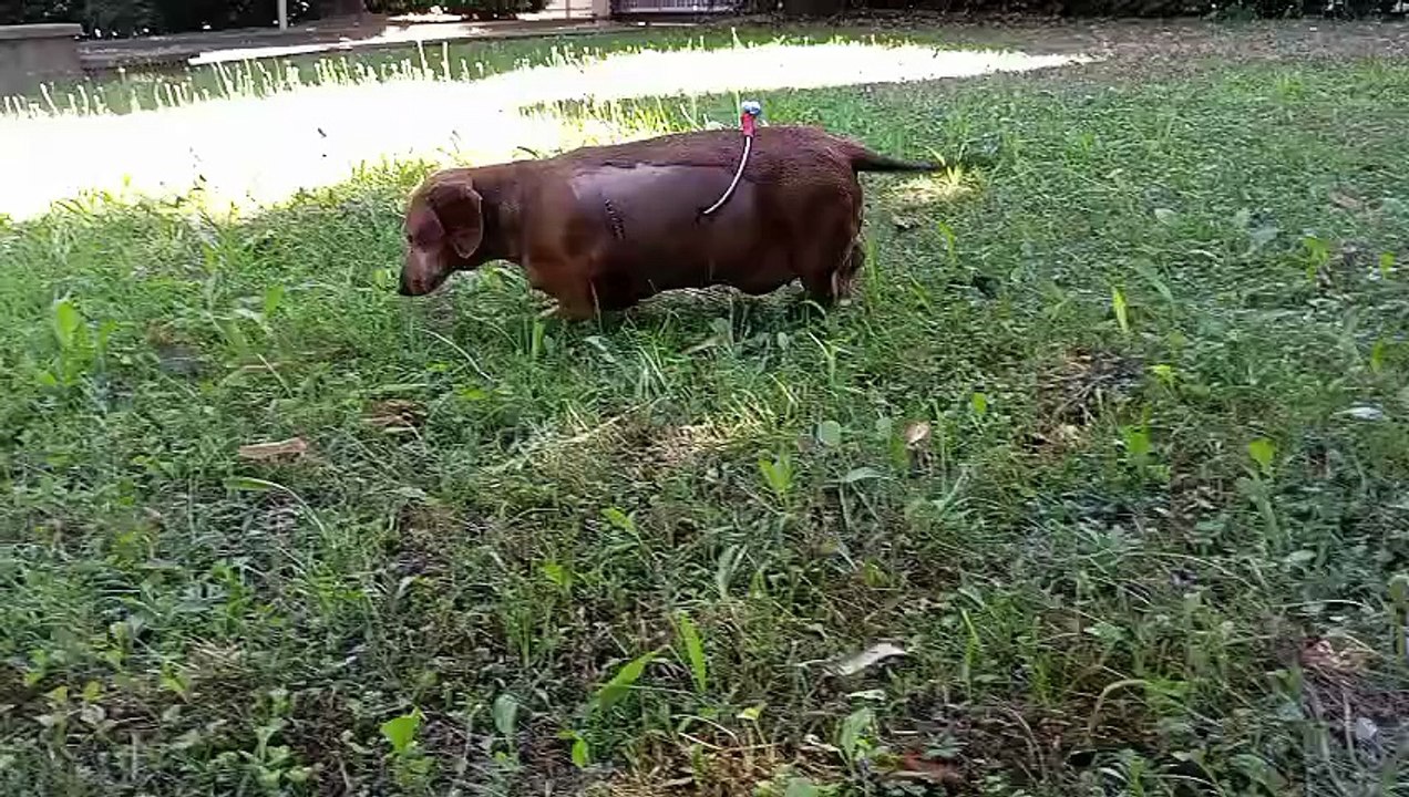 Ofelia, la bassottina massacrata di botte dal suo padrone