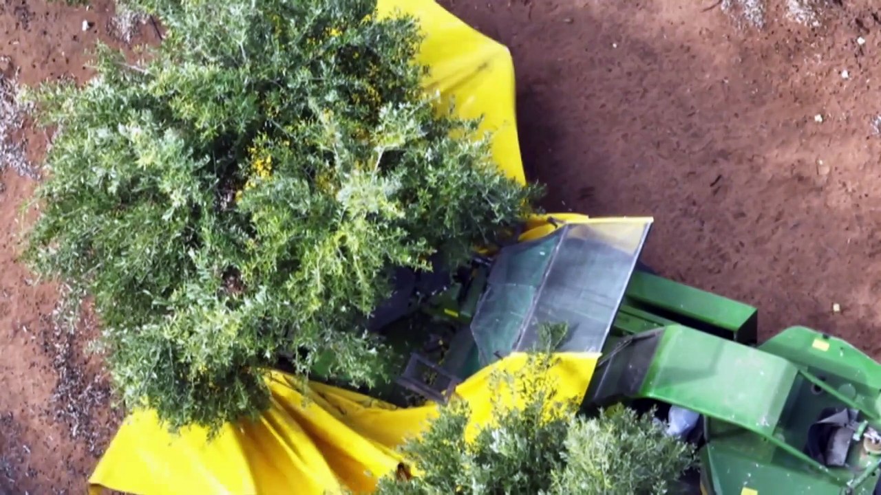 World-first olive processing method in South Australia transforms taste and water use