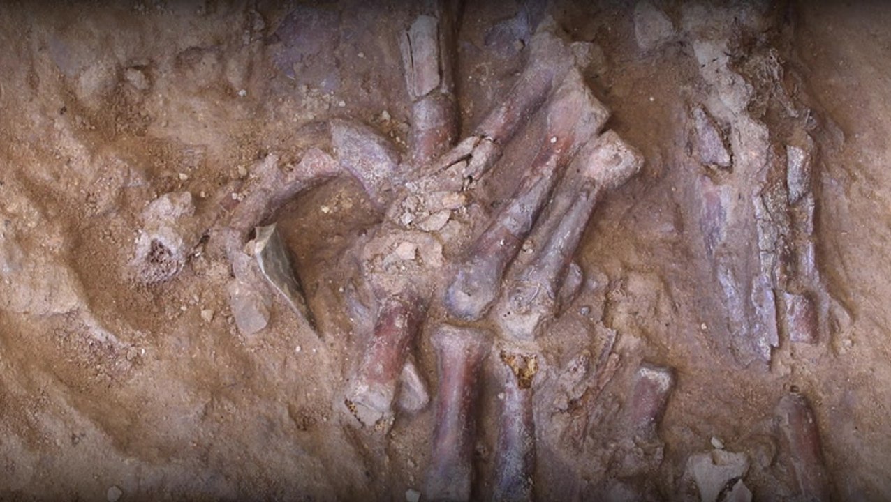 Neanderthal Skeleton Discovered at Shanidar Cave in Iraqi Kurdistan