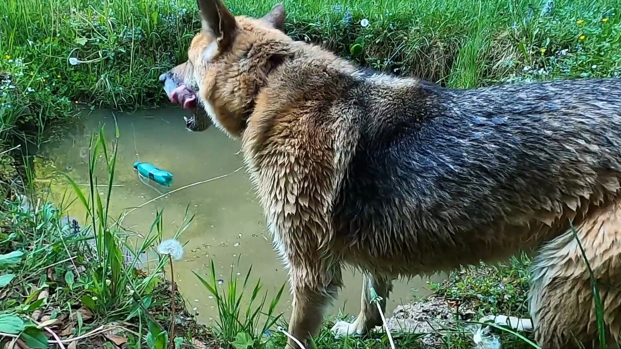 Dog Swimming Shorts film