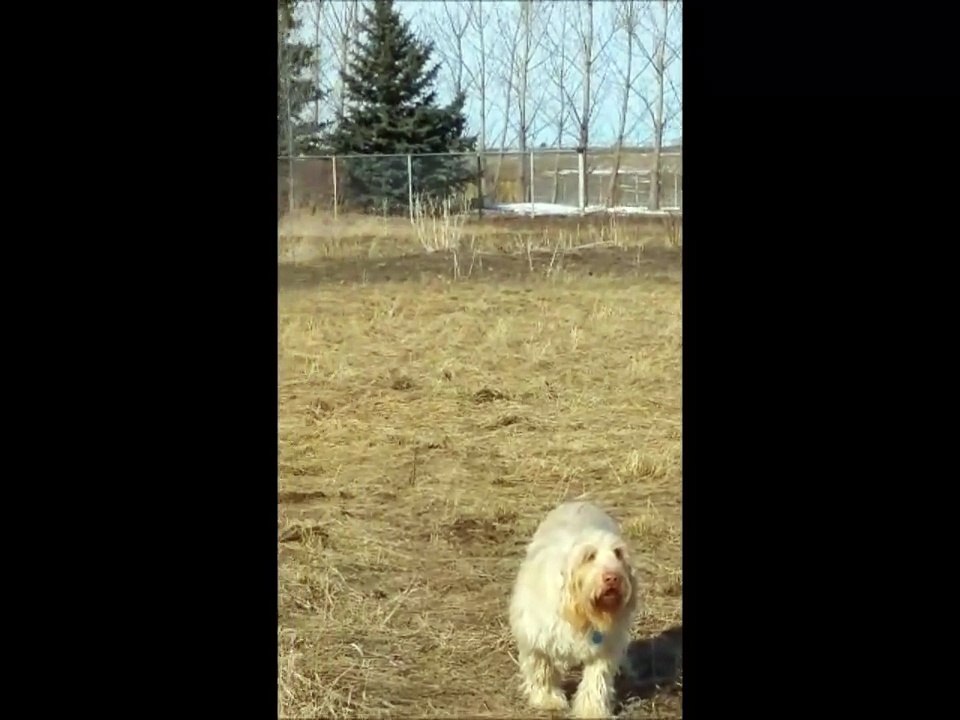 Doc Mia Elettra honor training