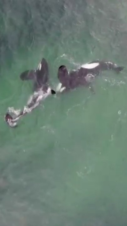 Estas orcas aprenden a cazar siguiendo un patrón geométrico