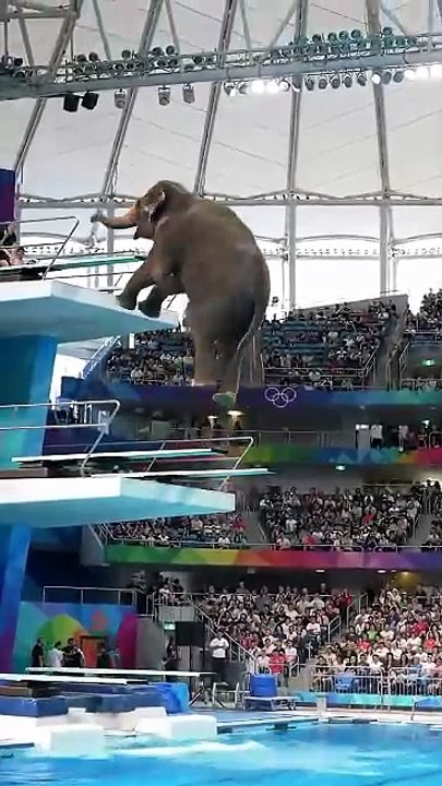 Elephant Olympics