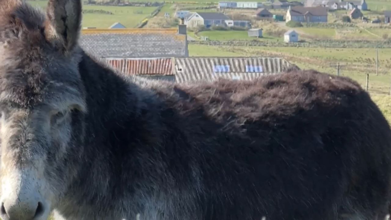 Curious toddler asks questions after donkey’s unfiltered appearance