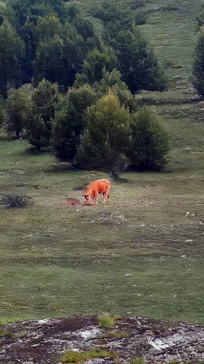 Cow and Bull FIGHT OFF Wolf to Save Their Baby calf #motherslove #cow #calf #wolf #viralvideo