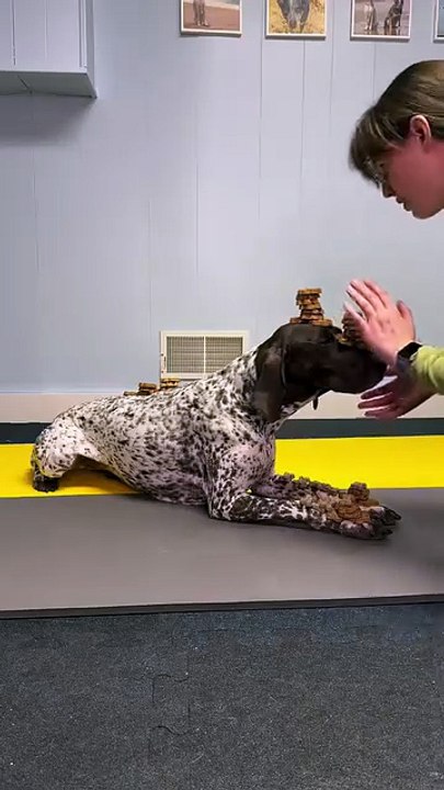 Train Your Dog to Listen Without Yelling