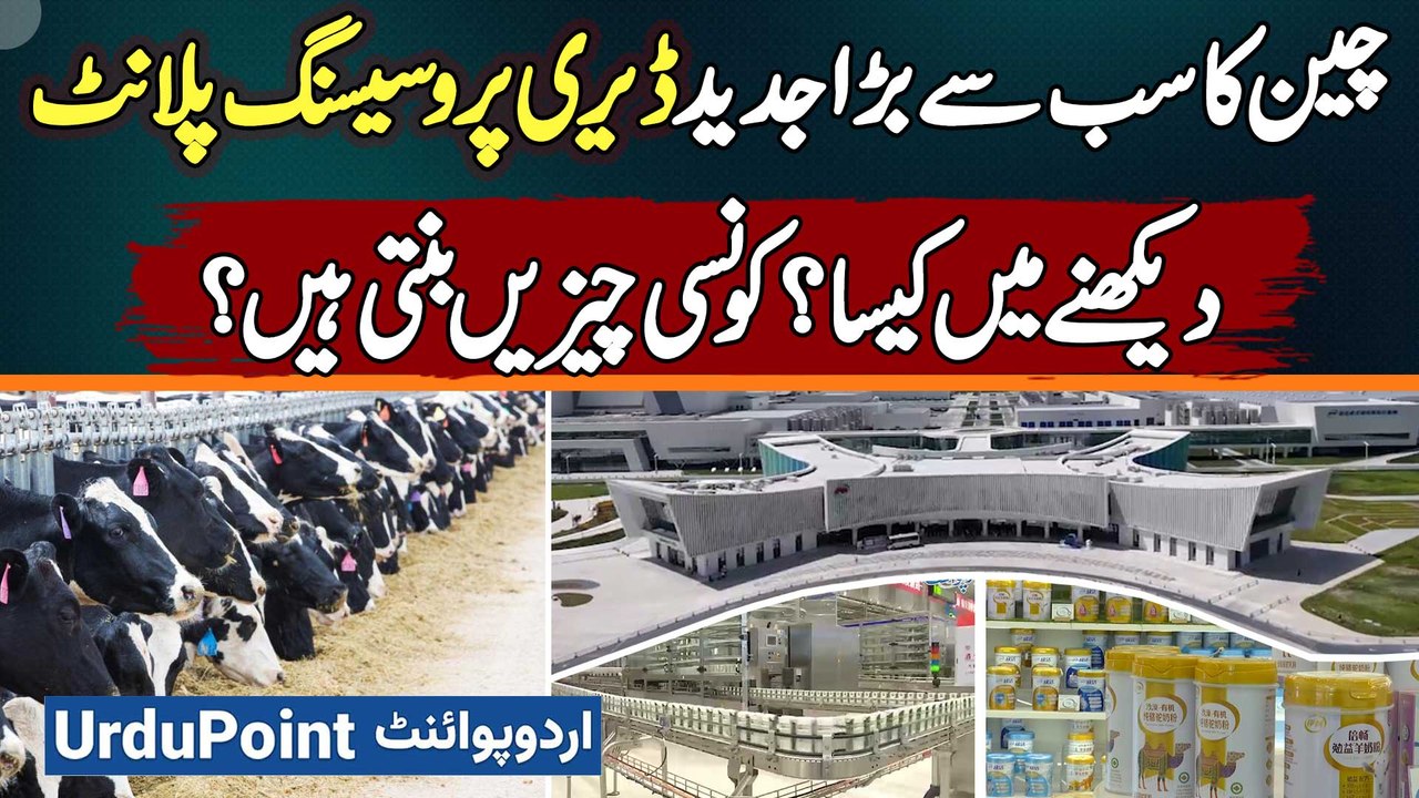 China's Largest Modern Dairy Processing Plant Yili - What Does It Look Like? Which Products Are Made?