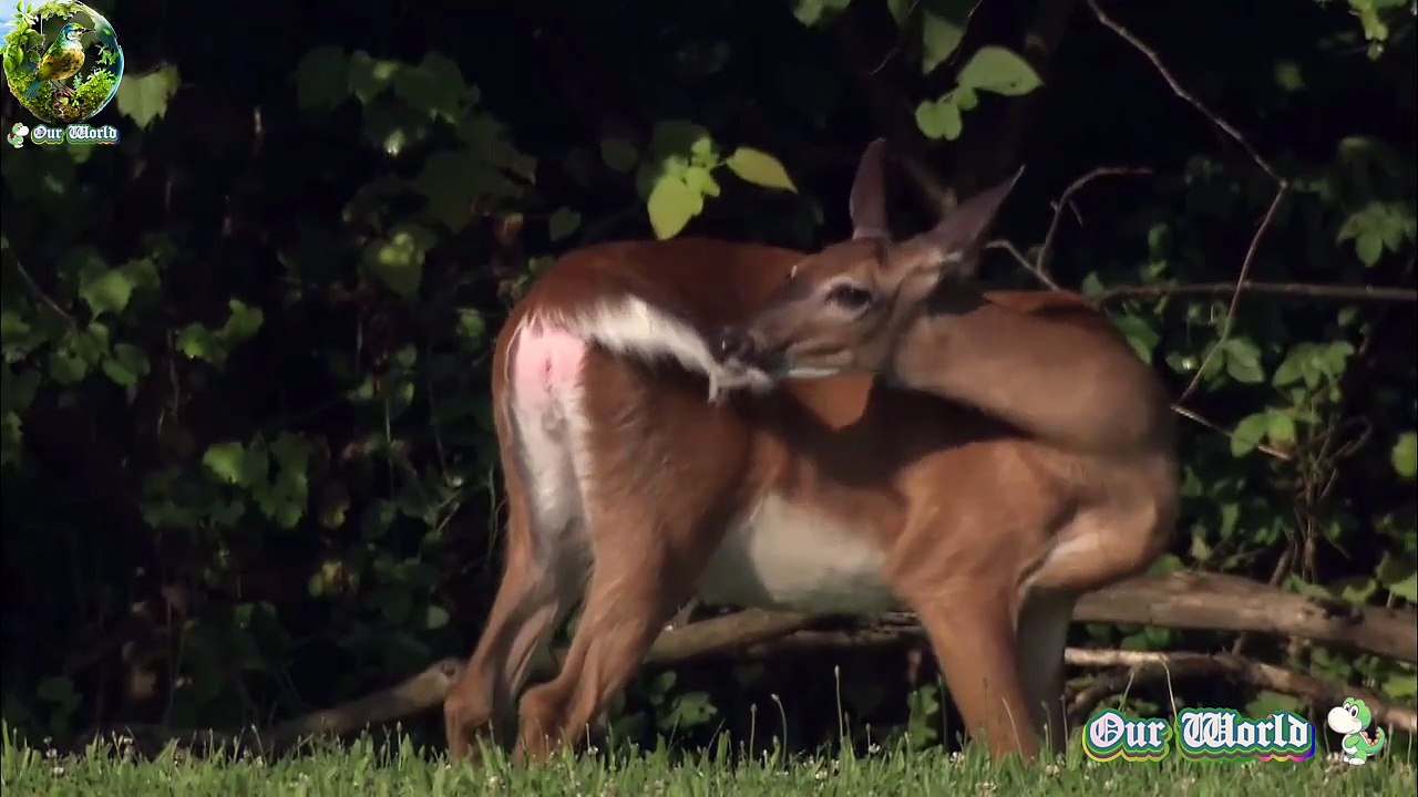 White-tailed Deer - Everything you want to know