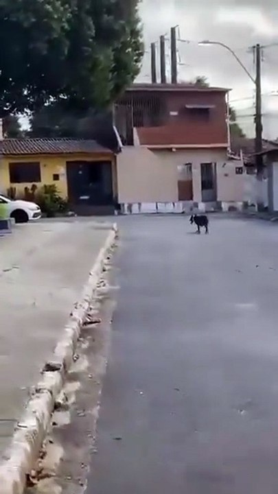 Cachorros da raça Pitbull atacam e matam gatos, em Maceió