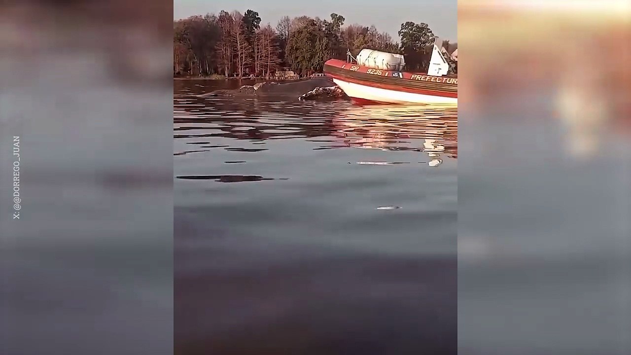Encontraron una ballena muerta en Zárate