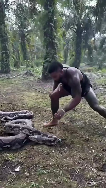 Muscular man vs reticulated python fight