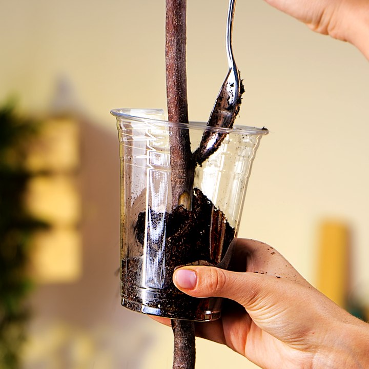 Essential Plant Hacks for Beginners: Gardening Tips and Ideas