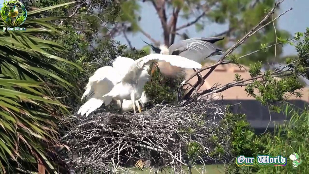 Great Blue Heron - Graceful Waterbird 02