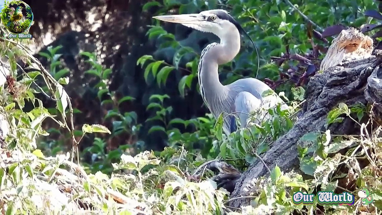 Great Blue Heron - Graceful Waterbird 03