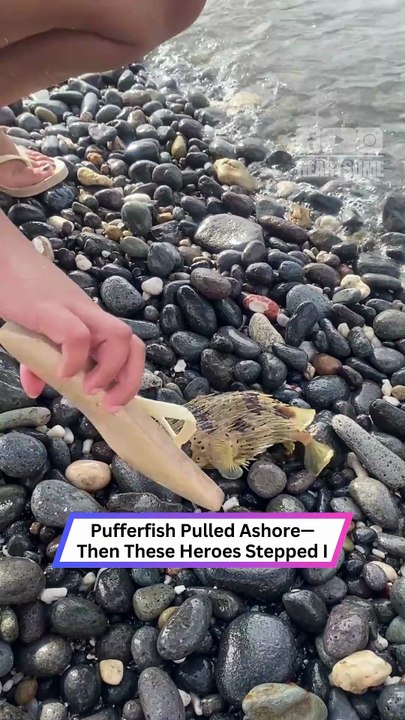 Stranded Pufferfish Rescued Just in Time! 🐡❤️