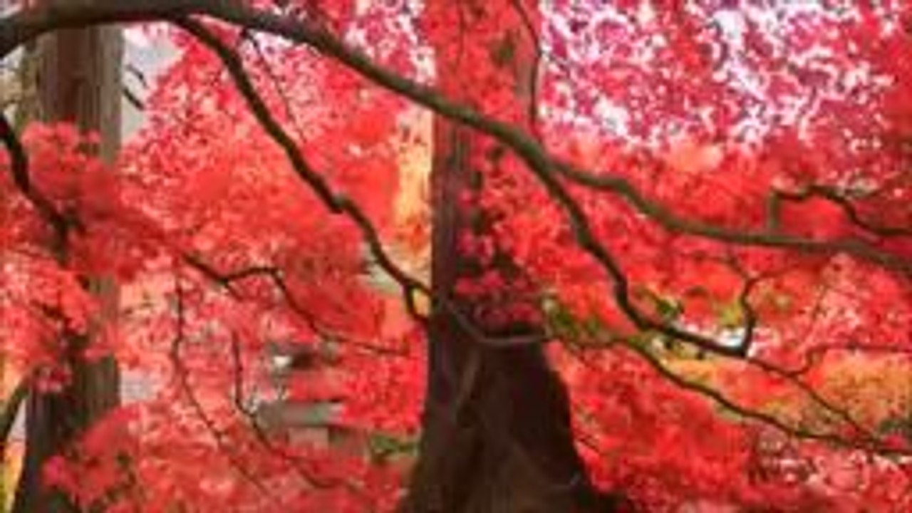 4K Video - Nature - (Ultra HD)