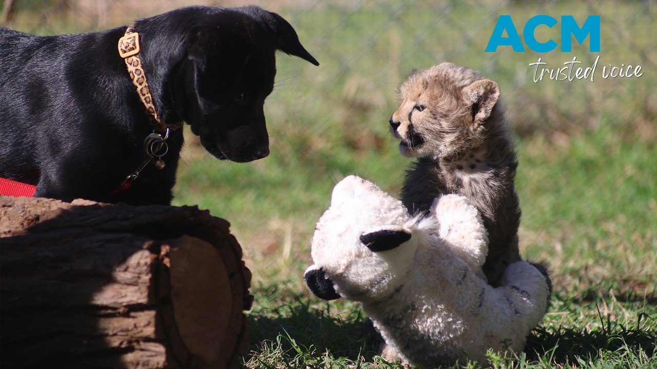 Cheetah cub befriends puppy at Taronga Zoo