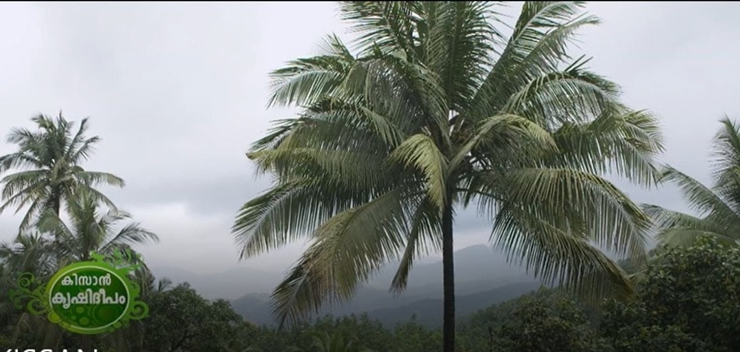 തേങ്ങയുടെ വില കുതിക്കുന്നു, ബദൽ ഉത്പന്നങ്ങൾ തേടി ജനങ്ങൾ