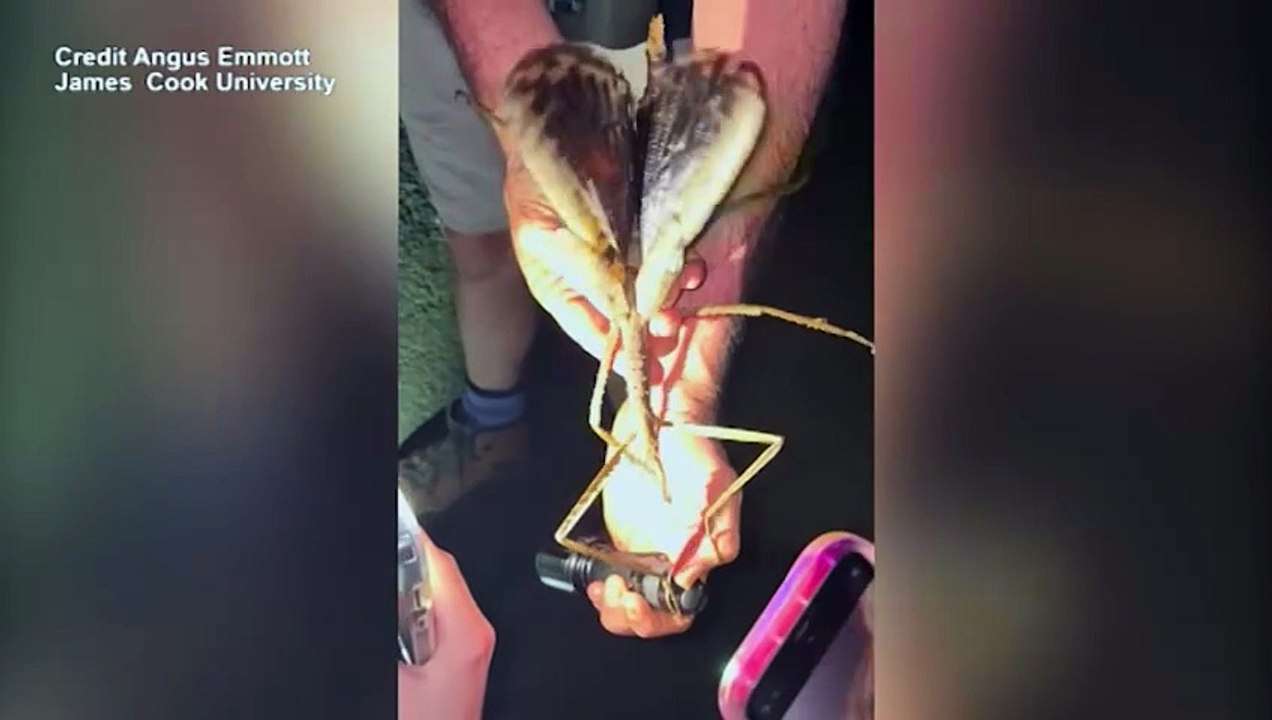 Australia, scoperto enorme insetto stecco: pesa circa 44 grammi