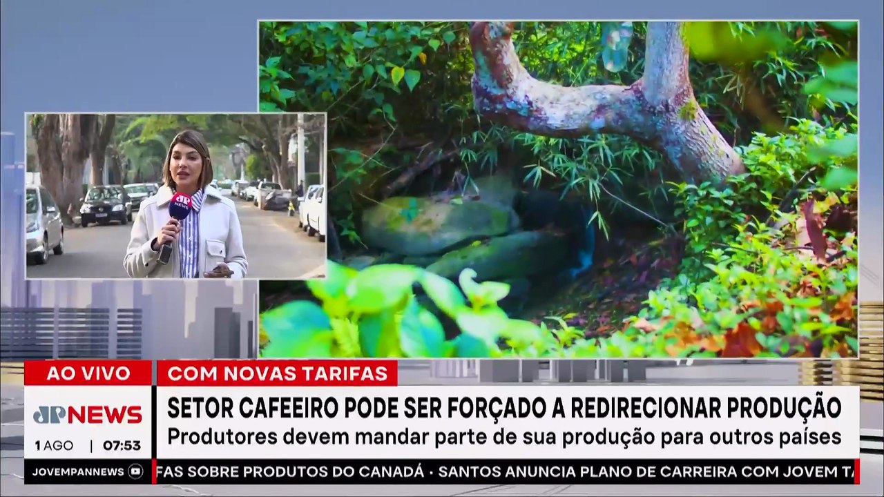 Setor cafeeiro pode ser forçado a redirecionar produção, diz Cepea