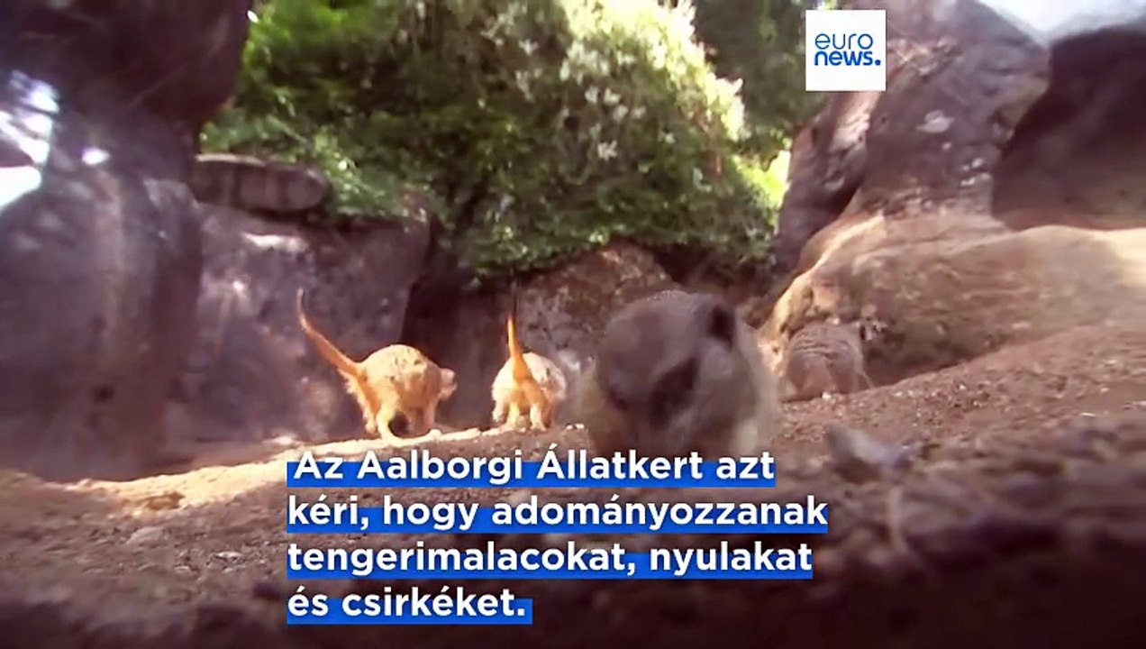 Egy dán állatkert arra kéri az embereket, hogy adományozzanak kisállatokat ragadozóinak etetésére