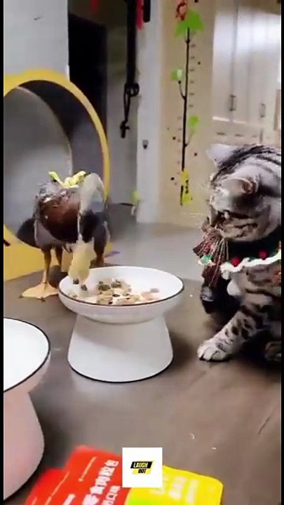 Feathered Fury vs. Fluffy Claws: Duck Challenges Cat in Hilarious Showdown!