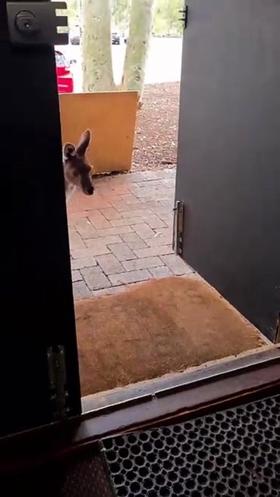 Kangaroo diaries only in Australia only