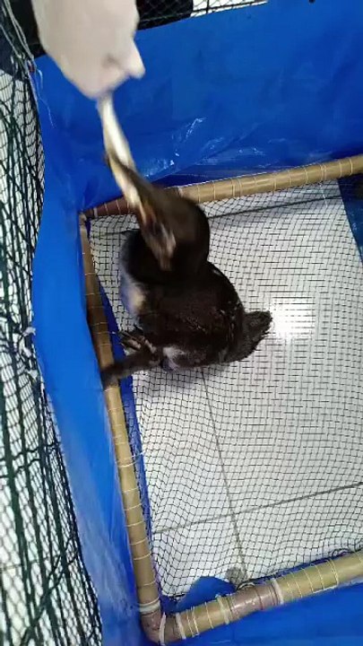 ÚItima refeição do pinguim em Alagoas