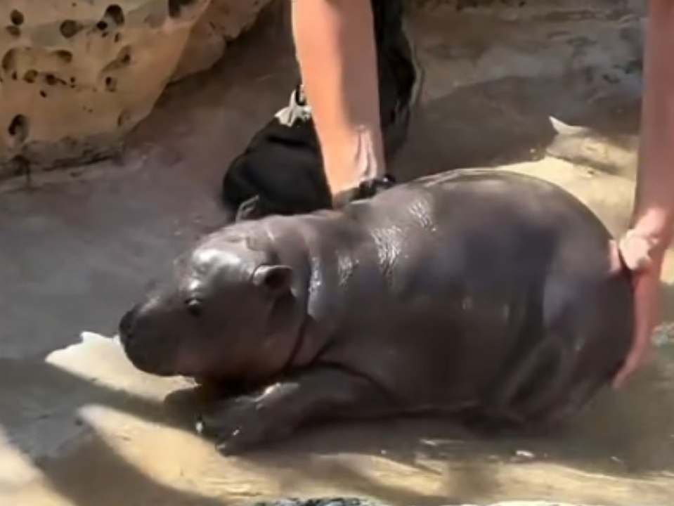 Ist das süß! Kleines Hippo-Baby will einfach nicht aus dem Wasser