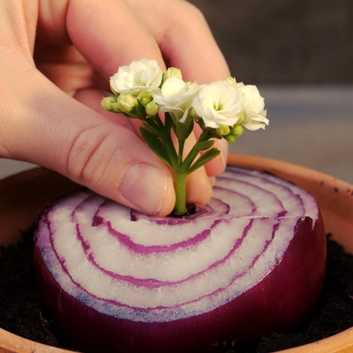 Grafting plants techniques to get multiple species in one! Grow your exclusive garden with these hacks! 🌼🌵🌸