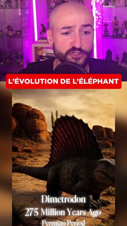 L'ÉVOLUTION DE L'ÉLÉPHANT !